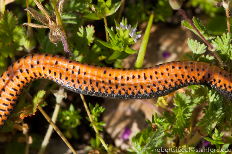 ring-necked snake